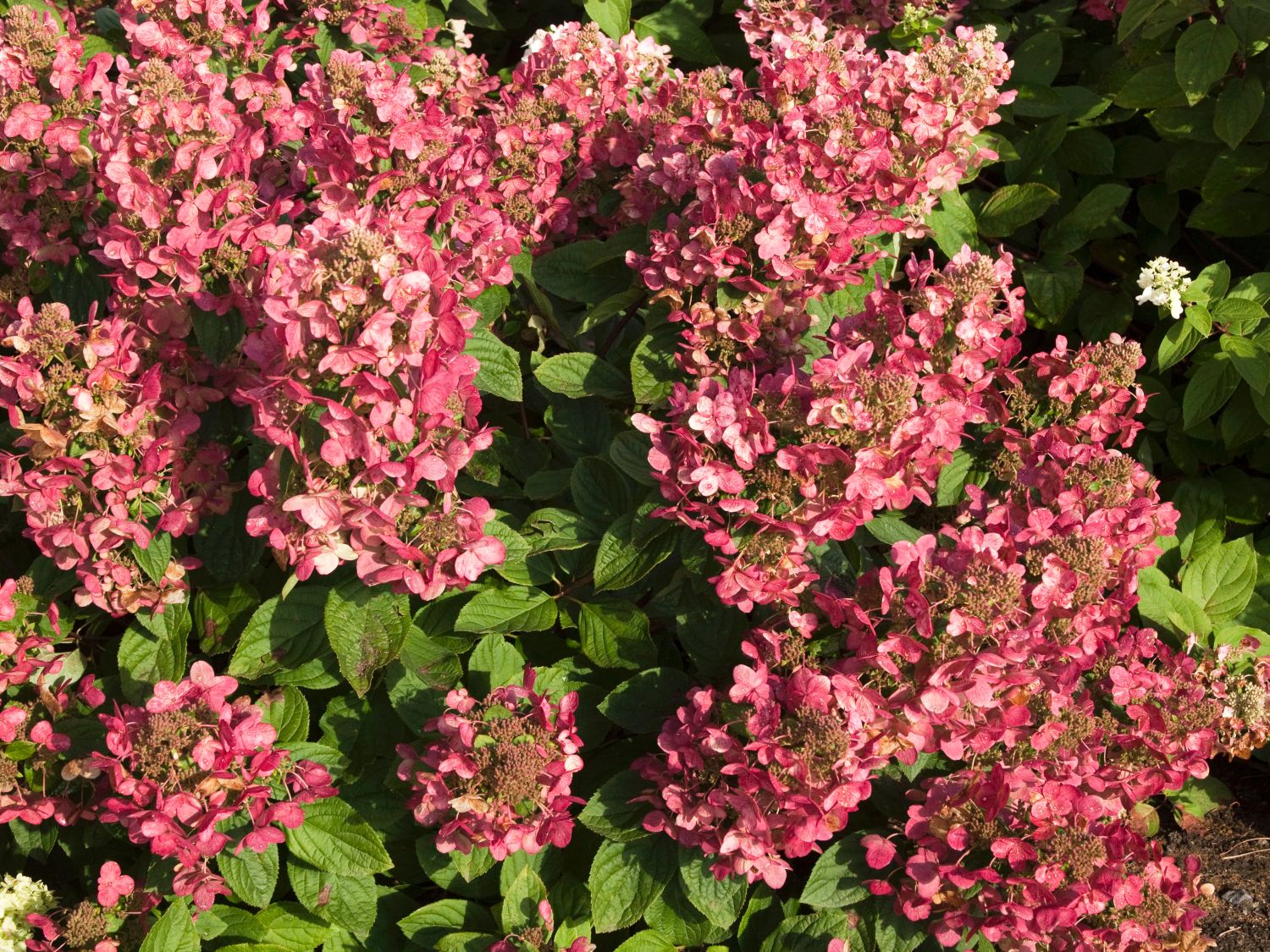 Hydrangea paniculata 'Magical Fire'
